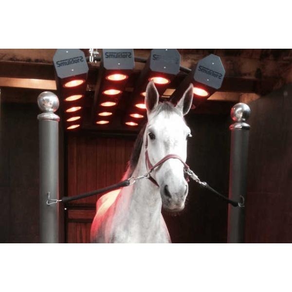 white horse standing under four horse solarium heat lamps