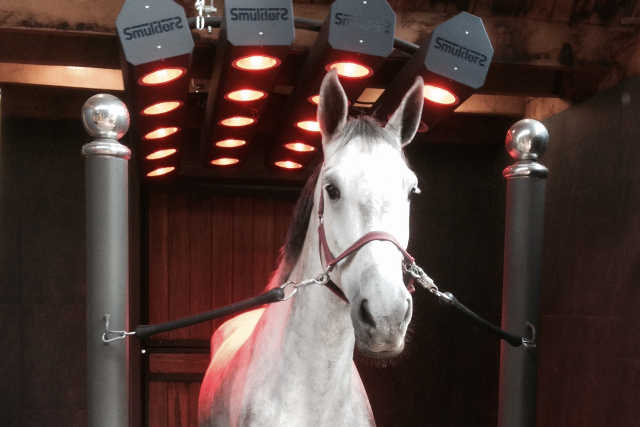 white horse standing under four horse solarium heat lamps