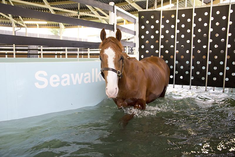 brown horse standing in water horse walker seawalker
