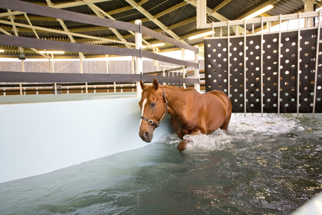 Best Water Horse Walker in Australia