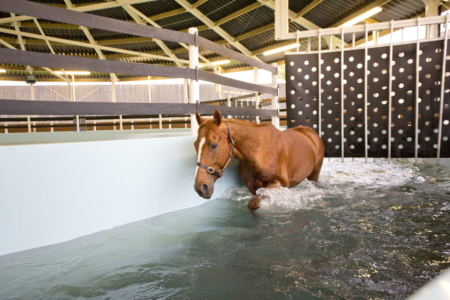 Best Water Horse Walker in Australia