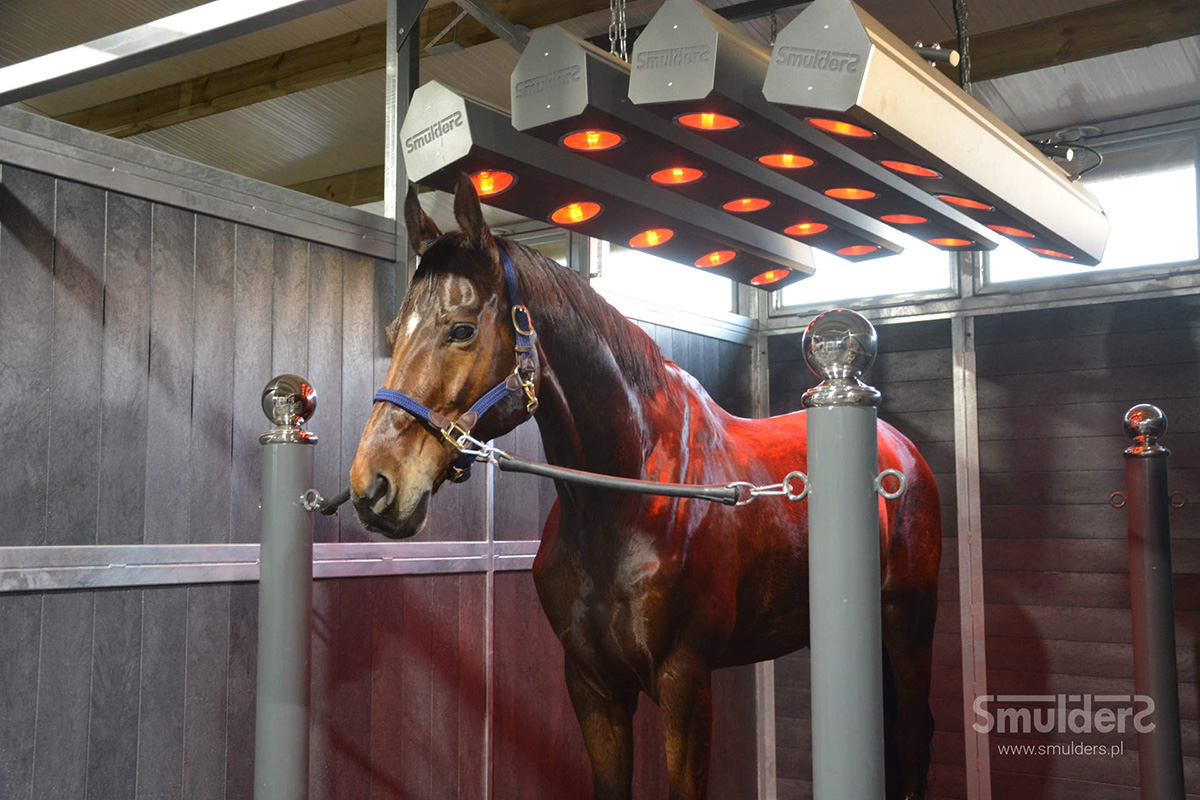 brown horse standing under four horse solarium heat lamps with rope connecting him to metal poles with silver ball finnials