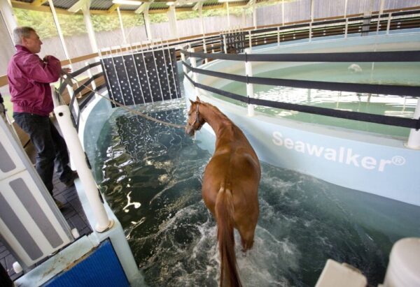 brown horse standing in water horse walker seawalker